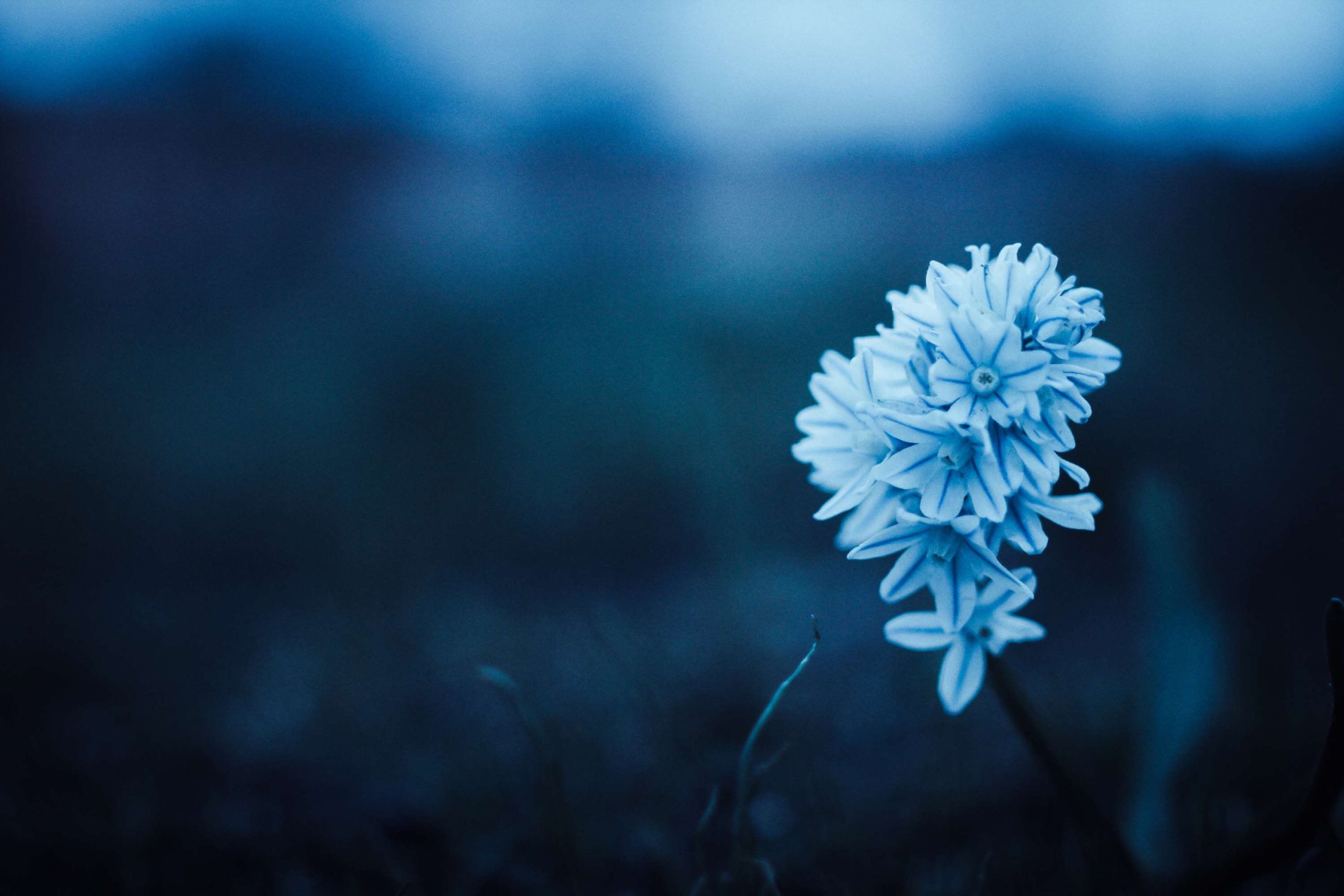 503110 Beautiful Blue Scaled 503110 Beautiful Blue Scaled