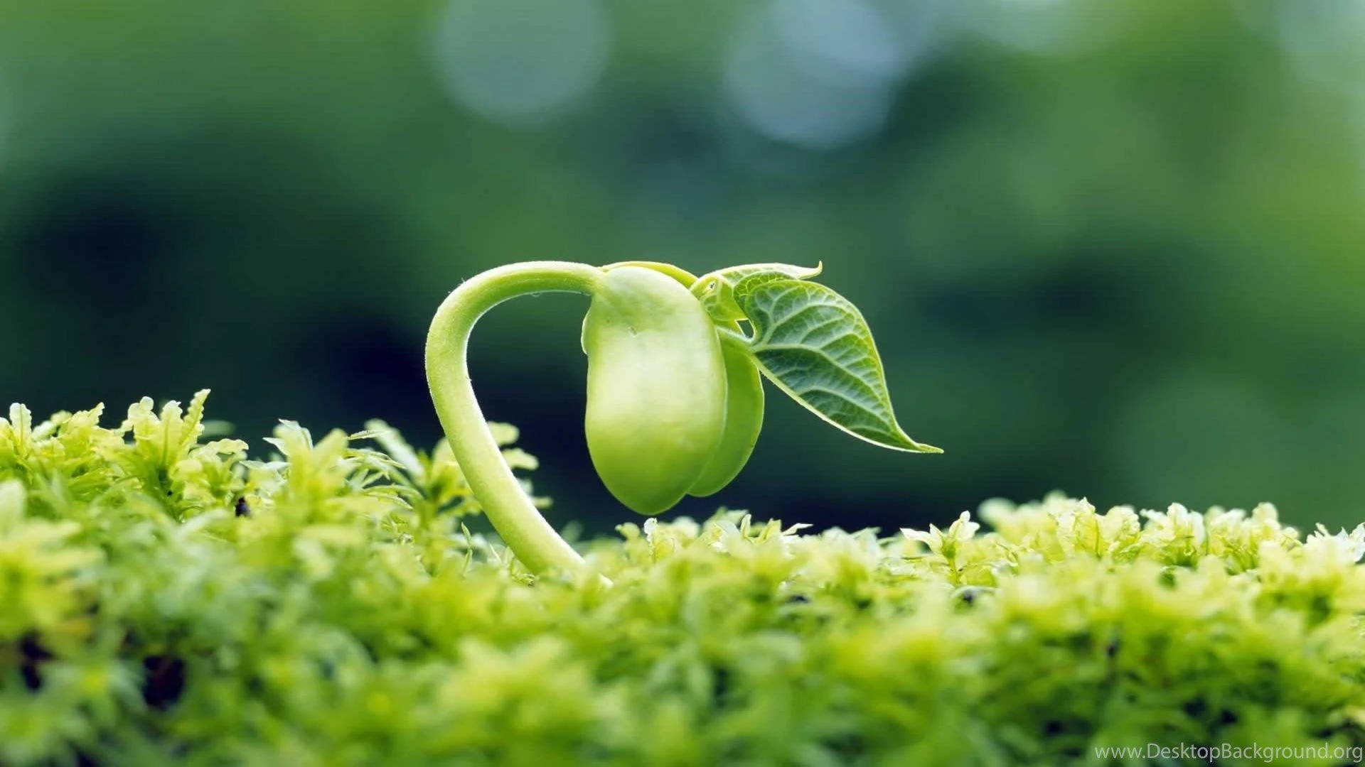 Green Bud Green Bud