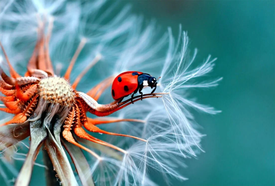 Ladybug Ladybug