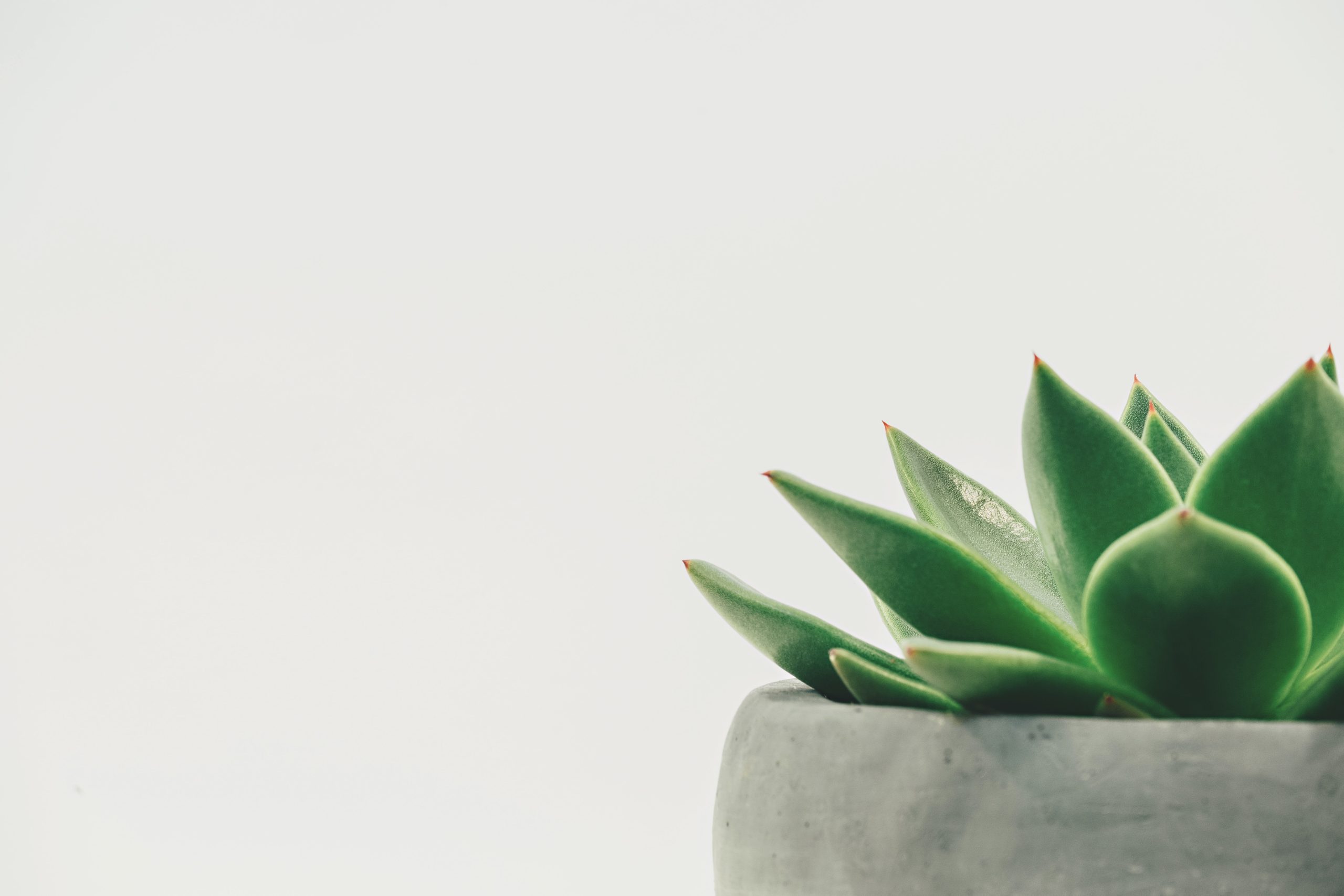 Scott Webb HDyO6rr3kqk Unsplash Scaled Scott Webb HDyO6rr3kqk Unsplash Scaled