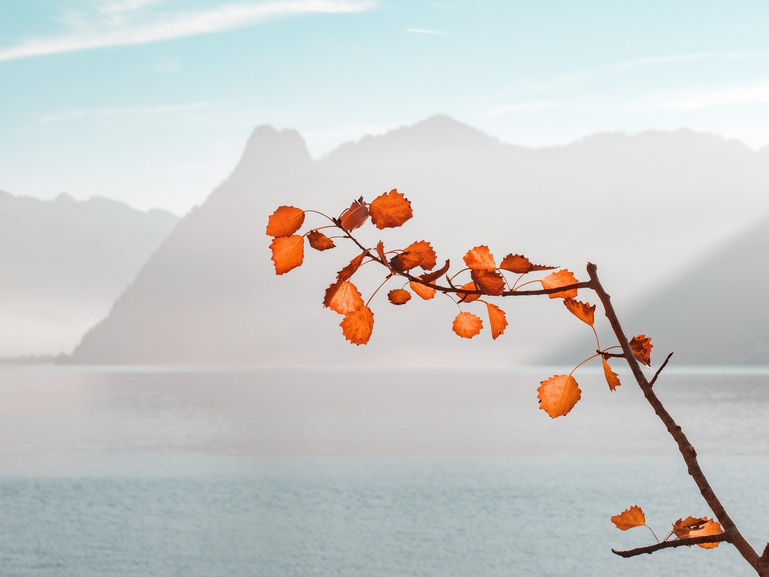 Simon Berger Qa2tSHWgh84 Unsplash Scaled Simon Berger Qa2tSHWgh84 Unsplash Scaled