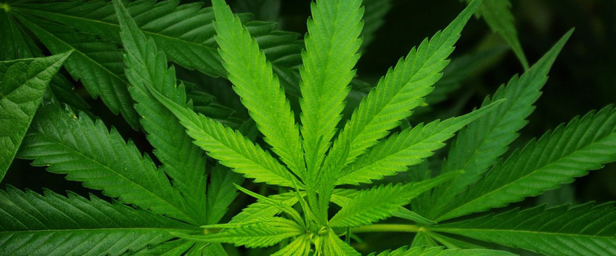 CeDAR-News-10-31-2017 CeDAR’s Christian Hopfer to study the impact of marijuana legalization on use, behavior, mental health